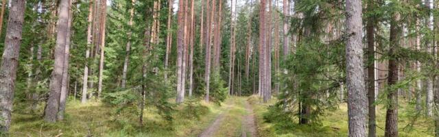 Metsa hooldamiseks ja uuendamiseks saab toetust