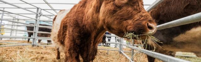 Pärnumaa farmis tuvastati veiste RSV nakkus, suri 18 looma