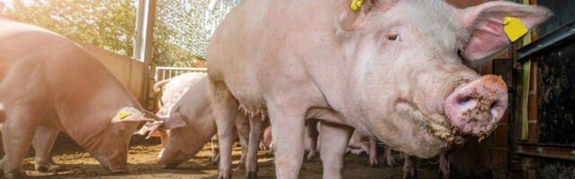 Saksamaal hakkavad loomaarstid inimesi vaktsineerima