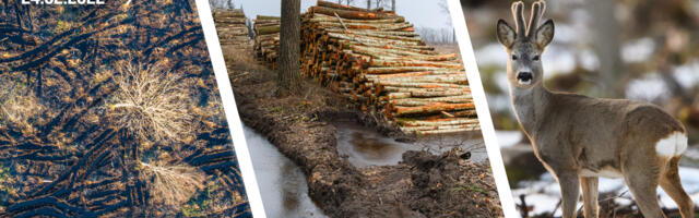 Tuled KAH Metsa! Eesti keskkonnaühendused kutsuvad 24. veebruaril raielankidel küünlaid süütama