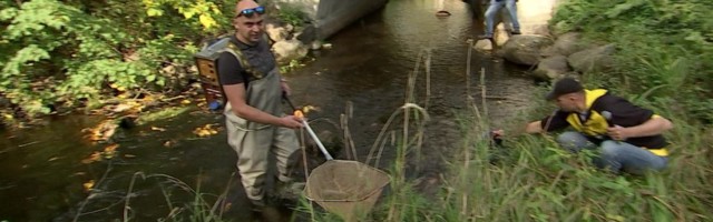 Reporter: Padise kloostris peeti rändekalade päeva