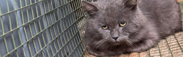 Kas tunned oma kassi ära?