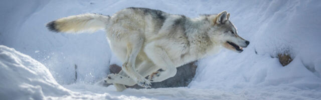Hundiprobleeme põhjustab saakloomade küttimine inimese poolt