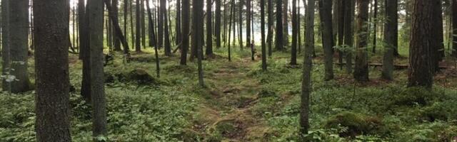 Analüüs näeks metsade looduskaitse piirangute leevendamist