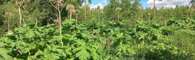 Keskkonnaamet tellis karuputke võõrliikide tõrje enam kui 2400 hektarile