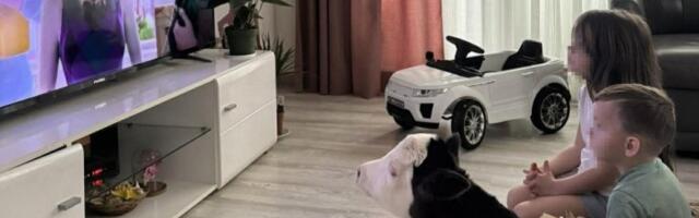 TELENCE SA DECOM GLEDA CRTANE! Nesvakidašnja slika iz doma Garovića: Smrznuto iz štale ga uneli u kuću, sada postalo miljenik svih (FOTO)