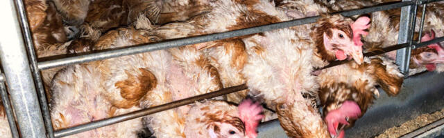 EESTI EDUKAIM PETITSIOON LOOMADE KAITSEKS SULGUB PEAGI