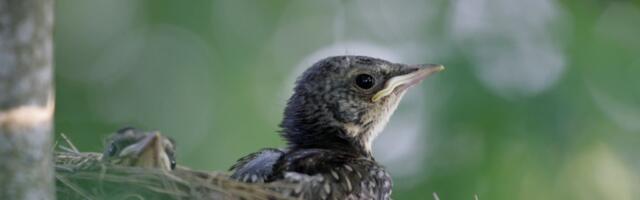 Urbepäevast algab pärimuslik raierahu