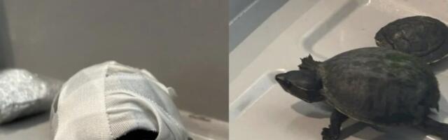 Naine toppis kilpkonnad rinnahoidjatesse ja üritas nii lennujaama turvakontrolli läbida