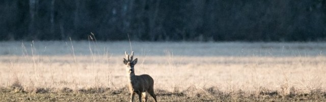 Soome meteoroloog: tõsine pakane paugub veel nädala, ent kevad tuleb tavapärasest soojem