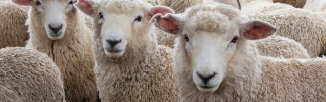 Kristjan Port: kui lambad otsivad endale juhti, rahuldutakse oinaga