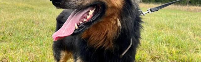 Selle nädala staar on 5+ koer Karu Viljandi varjupaigast