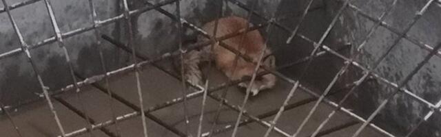 Linnas uidanud rebane kukkus ehitusplatsil viiemeetrisesse auku