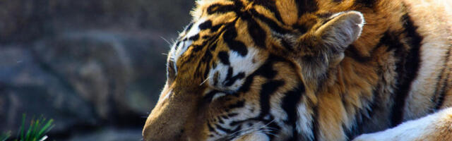 INTERVJUU | Tallinna loomaaias on koroonaga nakatunud lõvi ja mõned ahvid