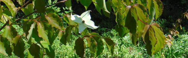 Jaapani kontpuu üllatab oma ebamaiste õitega
