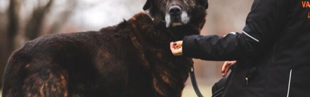 Eakas varjupaigakoer Sass leidis armastava kodu