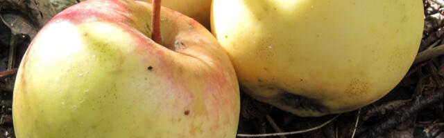 November toidupoes: Eesti õuna kilohind ületas 5 euro piiri