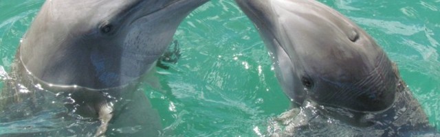 Õnn ilma alkoholi ja joogata: just selline on kordaläinud elu valem delfiinide näitel