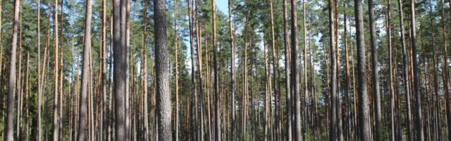 Puidutöösturid pole rahul metsanduse arengukavaga