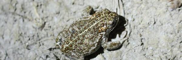 Tõrise ja Irase saavad ohustatud kõre püsielupaikadeks