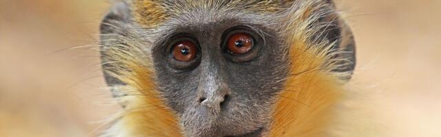 Hiina laborist läbi käinud mullaproovidest leiti Covidi varane versioon