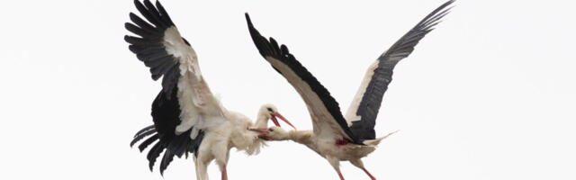 EESTI LOODUSE FOTOVÕISTLUSE VÕITIS VERINE KAKLUS