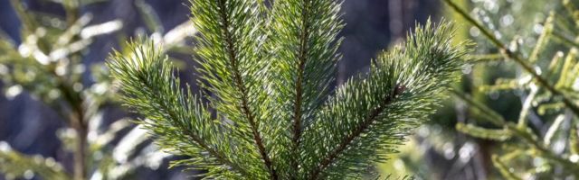 Teadlane: jutud männiokaste vitamiinirohkusest on suur müüt – kes tahaks süüa päevas kolm kilo okkaid?!