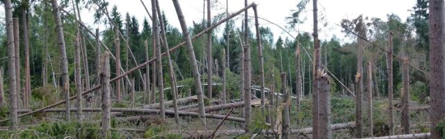 Margus Mikomägi: „Vara küps“ – see film toob metsadebatti segadust ainult juurde