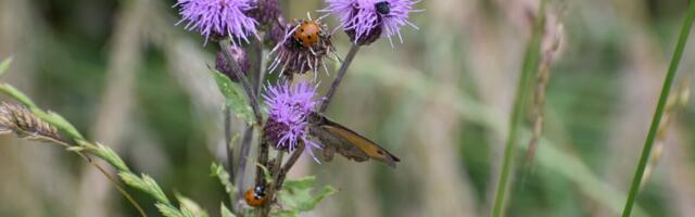 Mahukas teos vaatab põllumajanduslike putukate põnevasse maailma