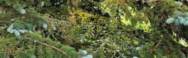 Mis vaevab hõbekuuske?