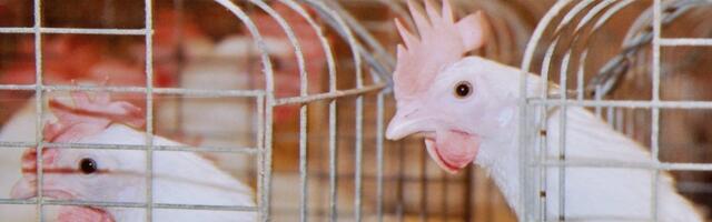 Kristina Mering: me peame rohkem ostma puurivabade kanade mune. Seda enam tuleb neid ka kaupluste valikusse