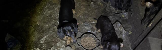 Raplamaal võeti omanikult ära 35 koera