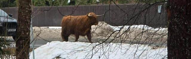 VÕIKAD FOTOD | Vasalemmas jäi veis rongi alla, korjus on raudtee ääres vedelenud kaks nädalat