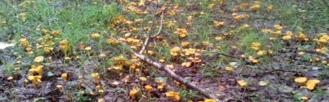 Intervjuu seeneteadlasega: kus asuvad Eesti parimad seenekohad?