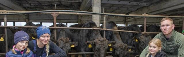 Pärnumaal kosuvad haruldast wagyū tõugu lihaveised