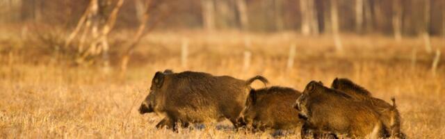 Terras: riik võiks osta kokku seakatku tõkestamiseks kütitud metssigu