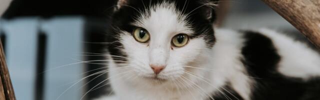 Paikassi kiisudele saab hetkel kodu pakkuda 1-eurose loovutustasu eest