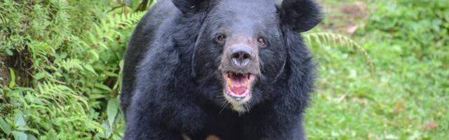 Maratonijooksja maadles Jaapani metsas karuga: „Üks hammustus ja minu käega oli kõik“