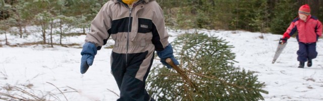 Mine riigimetsa ja osta pühadepuu