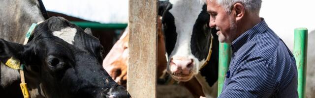 Estoveri ja Saaremaa Piimatööstuse ühinemine jooksis ikkagi liiva