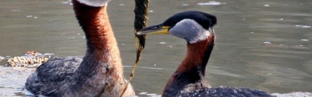 Halbades oludes ohverdab pütt viimase muna