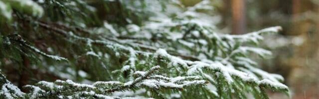 Viktoriin: kui hästi tunned nii meie enda kui ka teiste rahvaste jõulukombeid?