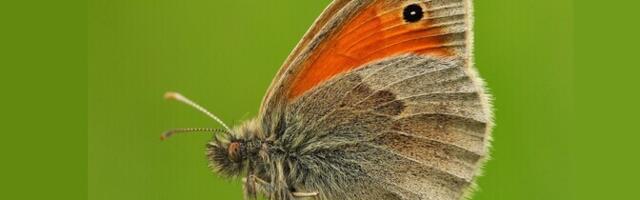 Liblikad on leidlikud linnastujad