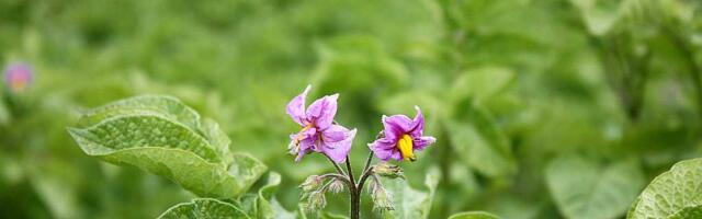 Eelmisel aastal leiti Eestis kaks ohtlikku kartulikahjustajat