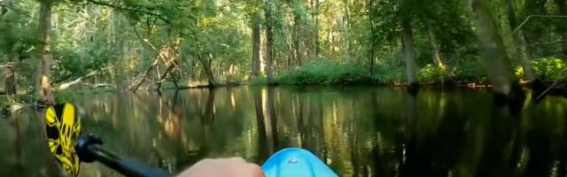 TERAV ELAMUS | Alligaator ründab jõel paati