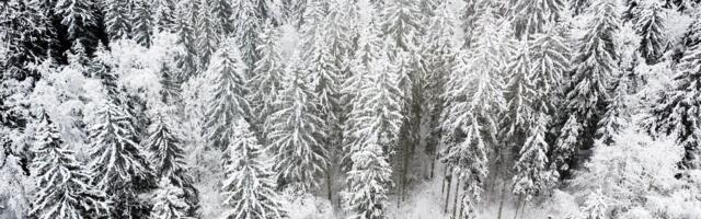 Jaanus Aun: riik ei saa metsateatiste lahendamisega hakkama, lahenduseks on kirjutada kulud metsaomanike kraesse