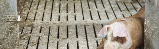 Kõik sead on hukatud: PTA lõpetab loomataudi hädaolukorra