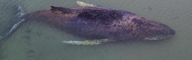 Läänemeres mitu nädalat lõksus olnud vaal plaanitakse hukata