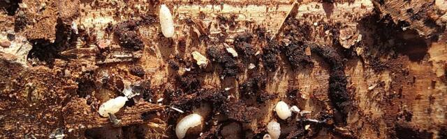 Kuuse-kooreüraski teine põlvkond on rünnakuks valmis