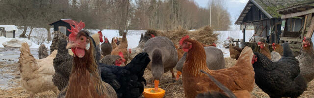 Mart Kase: isiklikult ma kuldkala peale ei looda